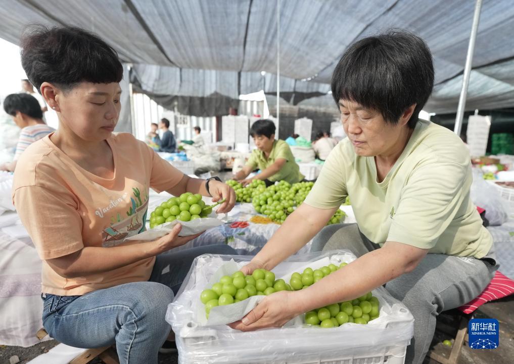 白菜彩金网址大全